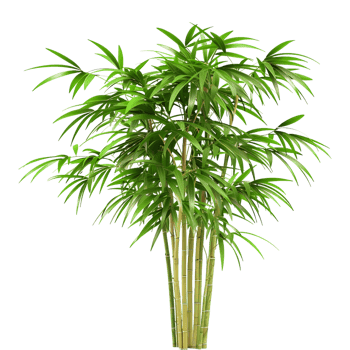 Bambusoideae Plant on Transparent Background png