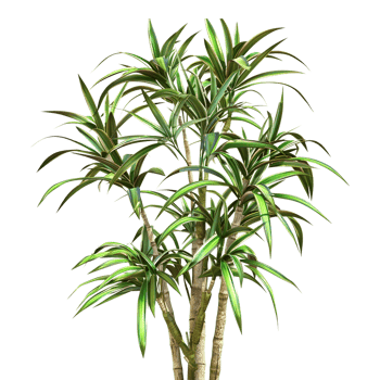 Bambusoideae Plant on Transparent Background png