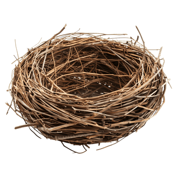 Birds Nest on Transparent Background png