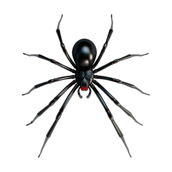 Redback spider on Transparent Background png
