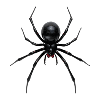 Redback spider on Transparent Background png