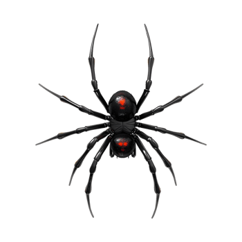 Redback spider on Transparent Background png