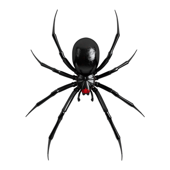 Redback spider on Transparent Background png