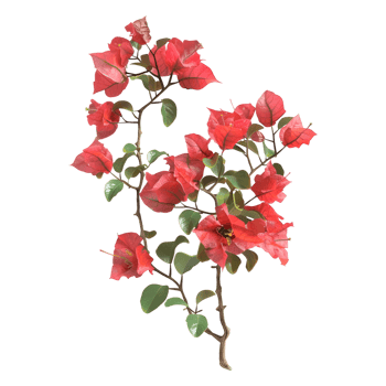 Pink bougainvillea flower on Transparent Background png