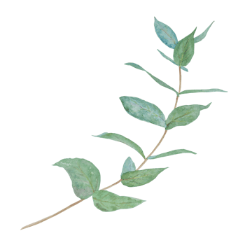 Eucalyptus branch watercolor hand drawn floral illustration. Botanical painting of greenery leaves are isolated. Good as an element in the decorative design of wedding invitations, greetings, textile png
