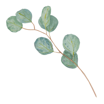 Eucalyptus branch watercolor hand drawn floral illustration. Botanical painting of greenery leaves are isolated. Good as an element in the decorative design of wedding invitations, greetings, textile png