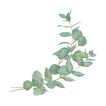 Eucalyptus branch watercolor hand drawn floral illustration. Botanical painting of greenery leaves are isolated. Good as an element in the decorative design of wedding invitations, greetings, textile png