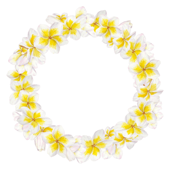 White frangipani wreath. Watercolor hand drawn clip art of exotic flower plumeria. Tropical painting for wedding invitations, spa and massage salon prints, cosmetic packing, travel guides png