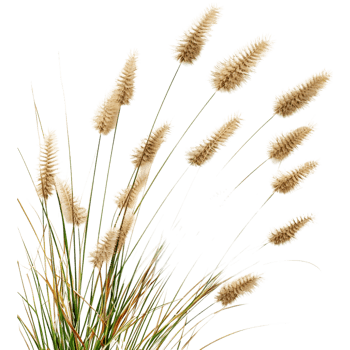 Chinese fountain grass on Transparent Background png