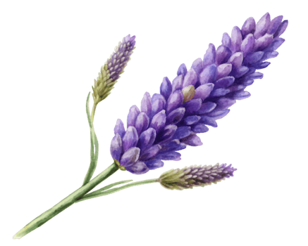 Lavender Flower Grain Illustration Isolated on White Background png