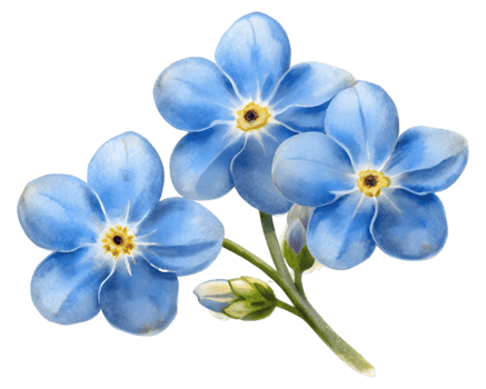 Forget-Me-Not Closeup Flower Grain Illustration Isolated on Transparent Background png