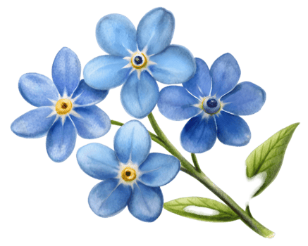 Forget-Me-Not Closeup Flower Grain Illustration Isolated on Transparent Background png