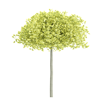 Beautiful Euonymus emerald-n-gold tree isolated on transparent canvas png