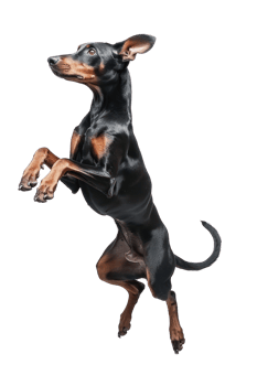 Doberman Pinscher dog Jumping and remaining in mid-air, studio lighting, stock photographic style png