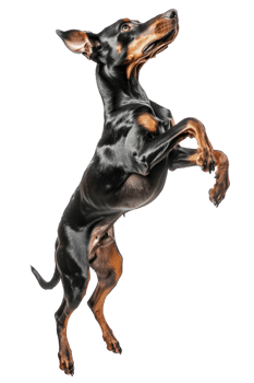Doberman Pinscher dog Jumping and remaining in mid-air, studio lighting, stock photographic style png