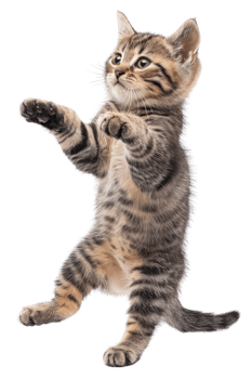 American Shorthair cat Jumping and remaining in mid-air, studio lighting, stock photographic style png