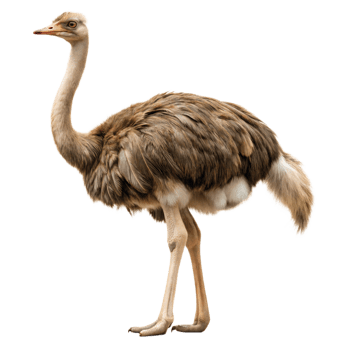 A large ostrich stands on a transparent background png