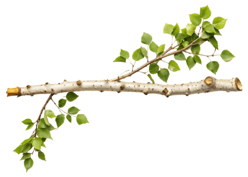 A thin branch with a few leaves on it png