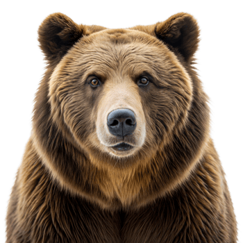 A large brown bear with a big nose and big eyes stares at the camera png