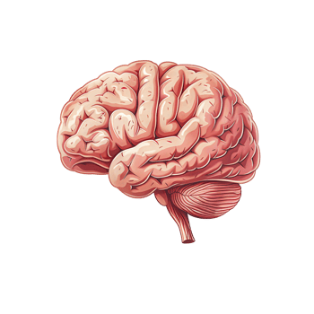 Human Brain Anatomy Detailed Medical Illustration Depicting Neurons and Brain png