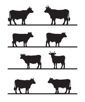 cow silhouettes design vector