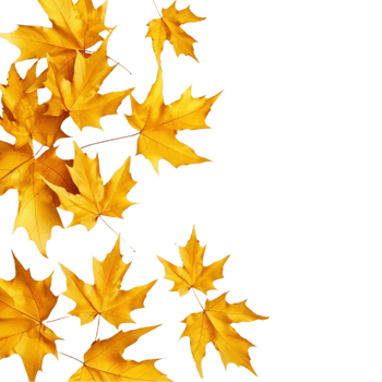 autumn leaves on transparent background AI-Generated png