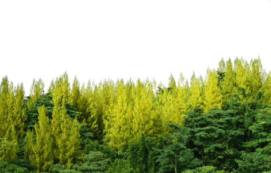 Pine trees of isolated on nature png
