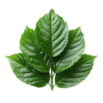 Betel leaf. Heart shaped green betel leaf top view isolated. Betel plant flat lay png