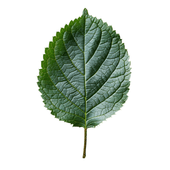 Betel leaf. Heart shaped green betel leaf top view isolated. Betel plant flat lay png