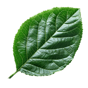 Betel leaf. Heart shaped green betel leaf top view isolated. Betel plant flat lay png
