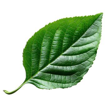 Betel leaf. Heart shaped green betel leaf top view isolated. Betel plant flat lay png