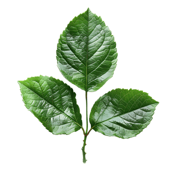 China rose leaf. Green china rose leaf top view isolated. Green leaf flat lay png