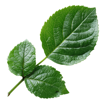 China rose leaf. Green china rose leaf top view isolated. Green leaf flat lay png