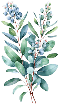 The beauty and freshness of eucalyptus flowers with a distinctive fresh aroma, displayed on a transparent background. png