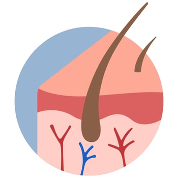 Skin on a white background, illustration. vector