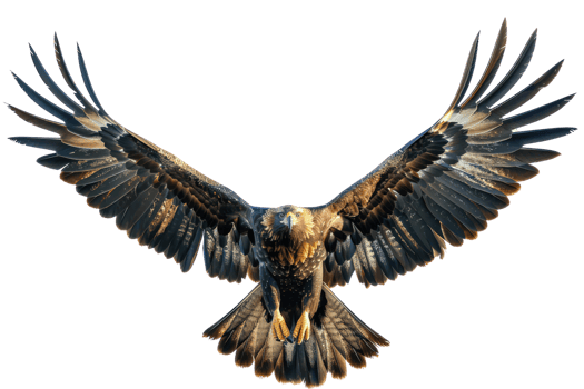 A majestic eagle with wings spread wide, soaring through the air with power and grace. png