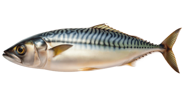 A large fish with a black stripe on its side png