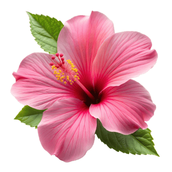 A pink flower with a yellow center png