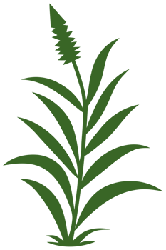green grass illustration png