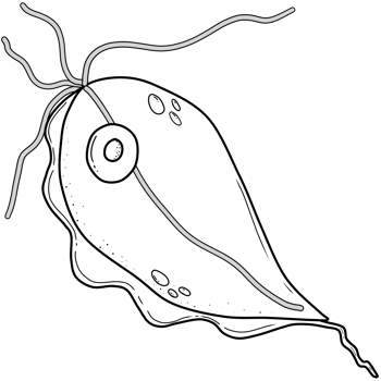 outline of Trichomonas vaginalis png