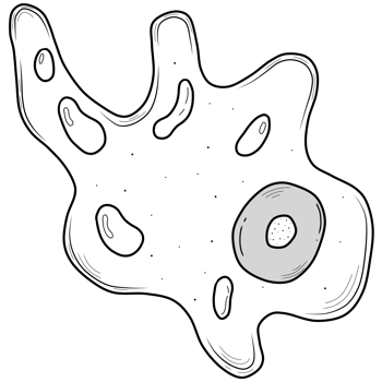 outline of amoeba png