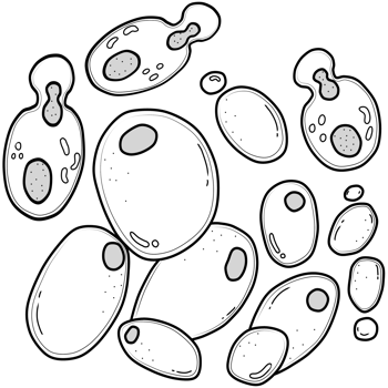 outline of yeast png