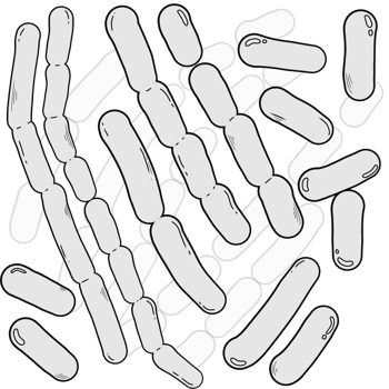 outline of Lactobacillus bacteria png