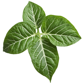 Syngonium leaf arrow shaped leaf with green and white variegation and prominent veins Syngonium podophyllum png