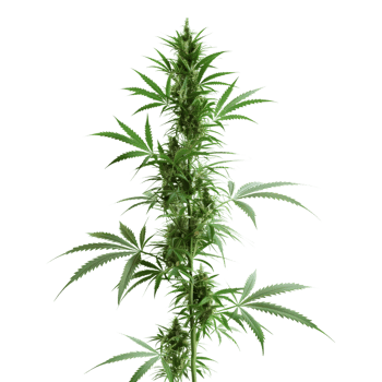 Cannabis sativa plant on Transparent Background png