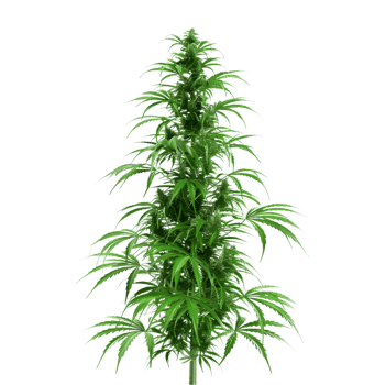 Cannabis sativa plant on Transparent Background png