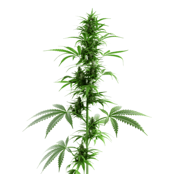Cannabis sativa plant on Transparent Background png