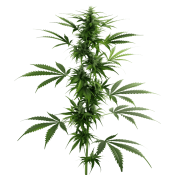 Cannabis sativa plant on Transparent Background png