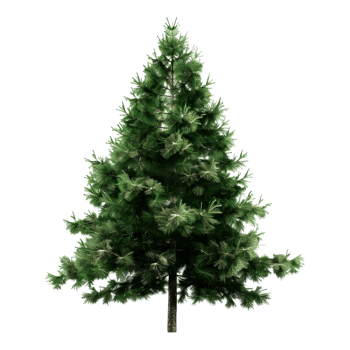 Christmas Tree on Transparent Background png