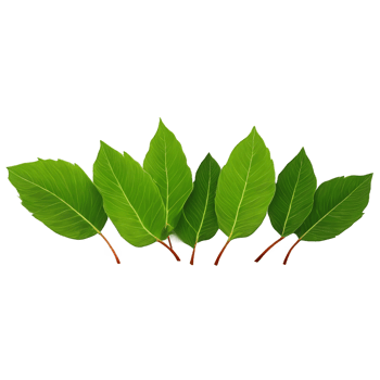 Flying green leaves on transparent background. Fresh spring foliage. Environment and ecology backdrop. Leaf isolated on transparent background cutout png